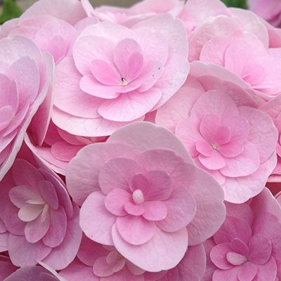 Hortensia You & Me Love ® - Leaderplant