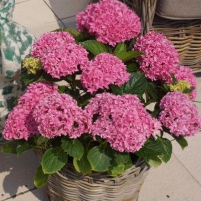 Hortensia Macrophylla You&Me ® Perfection ® - Leaderplant