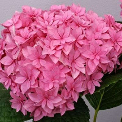 Hortensia Macrophylla You&Me ® Perfection ® - Leaderplant