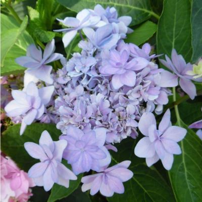 Hortensia You & Me Romance ® - Leaderplant