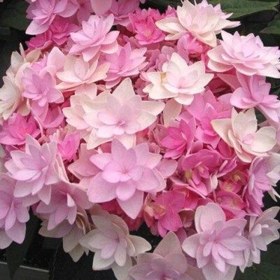 Hortensia You & Me Romance ® - Leaderplant