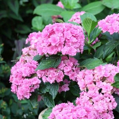 Hortensia You & Me Together ® en mini-motte - Leaderplant