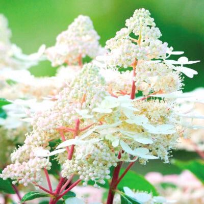 Hortensia paniculé Early Harry ®  - Leaderplant