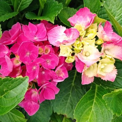 Hortensia Sybilla - Leaderplant