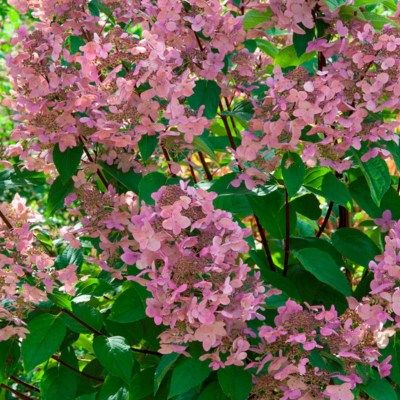 Hortensia paniculé Wim's Red ® - Leaderplant