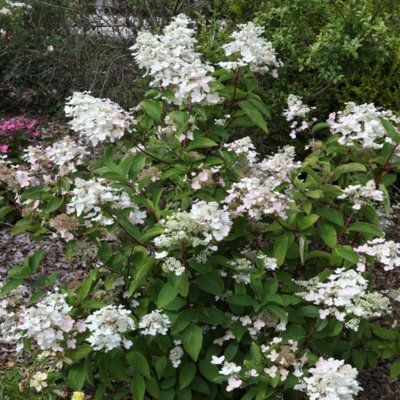 Hortensia paniculé Wim's Red ® - Leaderplant