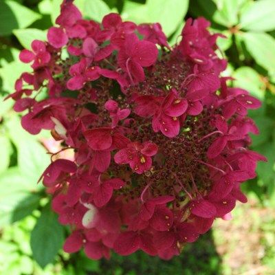 Hortensia paniculé Wim's Red ® - Leaderplant