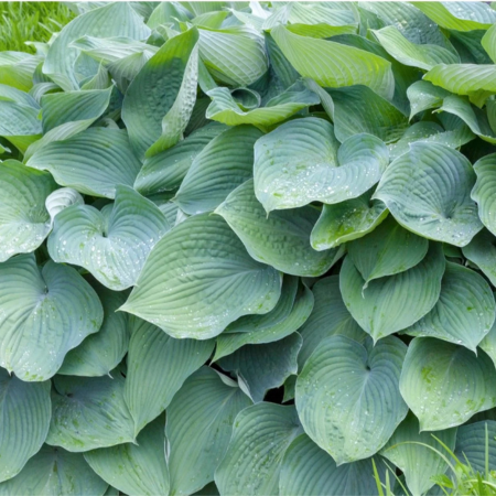 Hosta Big Daddy  - Leaderplant
