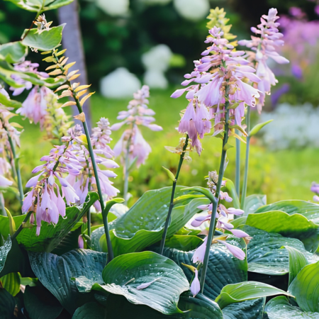 Hosta Big Daddy  - Leaderplant