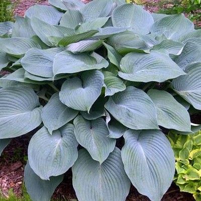 Hosta Blue Angel - Leaderplant