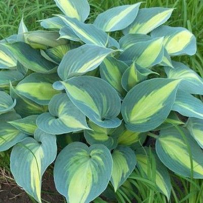 Hosta Catherine - Leaderplant