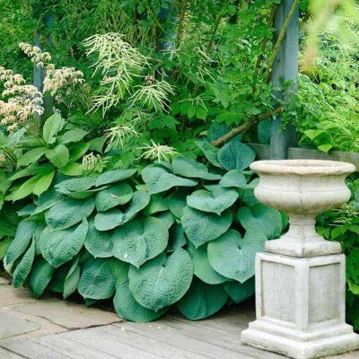 Hosta Elegans - Leaderplant