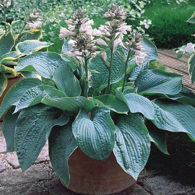 Hosta Elegans - Leaderplant