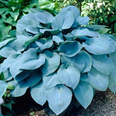 Hosta Elegans - Leaderplant