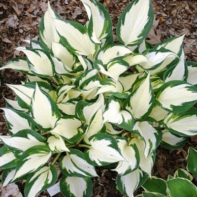 Hosta Fire And Ice - Leaderplant