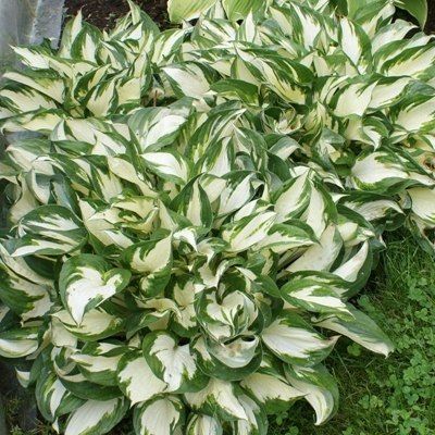 Hosta Fire And Ice - Leaderplant