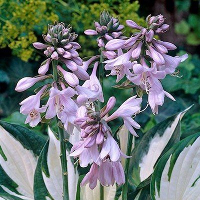 Hosta Fire And Ice - Leaderplant