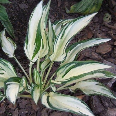 Hosta Fireworks ® - Leaderplant