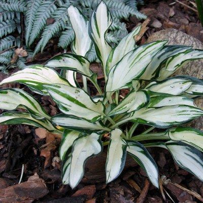 Hosta Fireworks ® - Leaderplant
