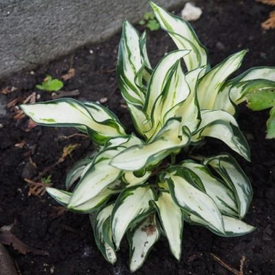 Hosta Fireworks ® - Leaderplant