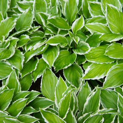 Hosta Francee - Leaderplant