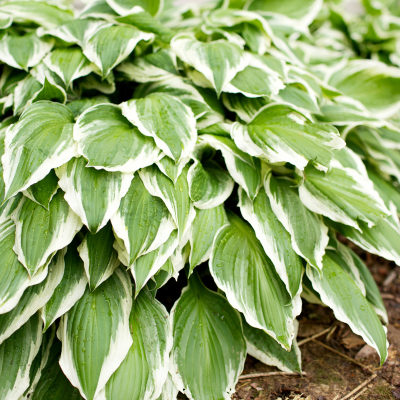 Hosta Francee - Leaderplant