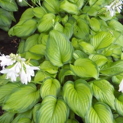 Hosta Guacamole - Leaderplant