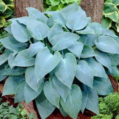 Hosta bleu Halcyon - Leaderplant