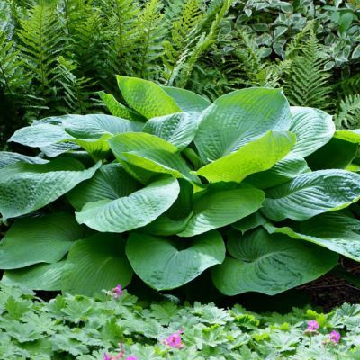 Hosta Jurassic Park - Leaderplant