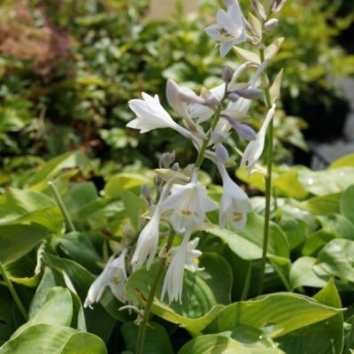 Hosta Jurassic Park - Leaderplant