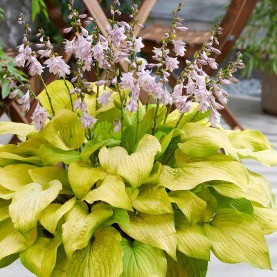 Hosta Ki Ren Jyaku - Leaderplant