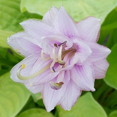 Hosta Ki Ren Jyaku - Leaderplant