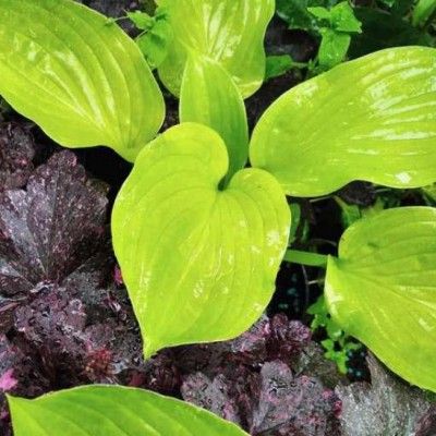 Hosta Ki Ren Jyaku - Leaderplant