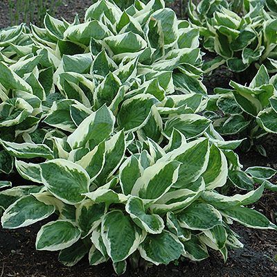 Hosta Minute Man - Leaderplant