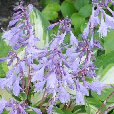 Hosta Minute Man - Leaderplant