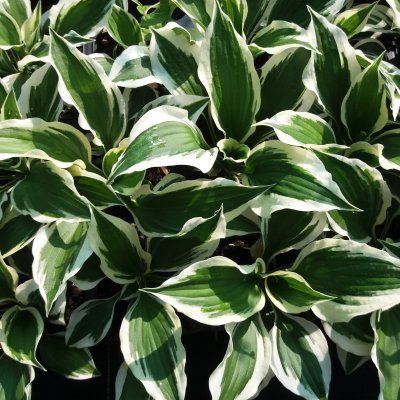 Hosta Minute Man - Leaderplant