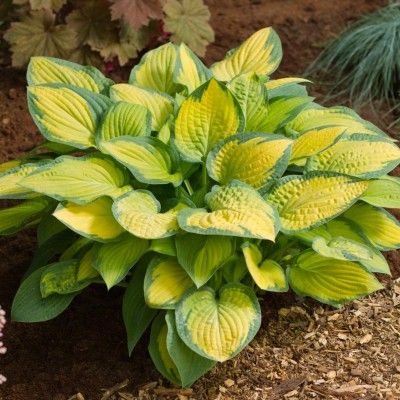 Hosta Pauls Glory - Leaderplant