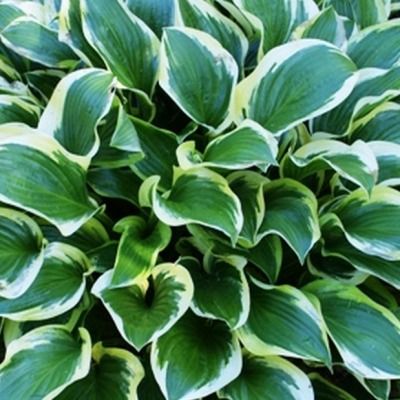 Hosta Queen Joséphine - Leaderplant