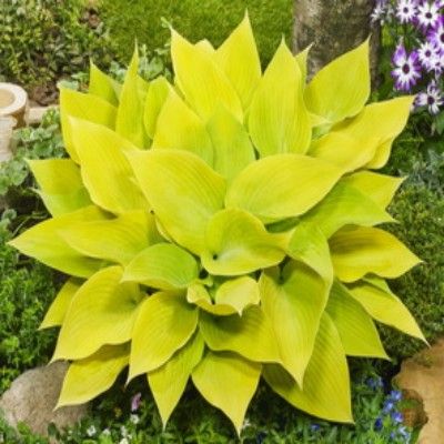 Hosta Sunny Halcyon - Leaderplant