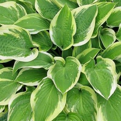 Hosta Wide Brim - Leaderplant