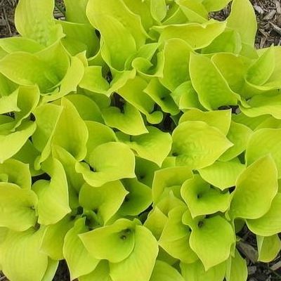 Hosta Sunny Halcyon - Leaderplant