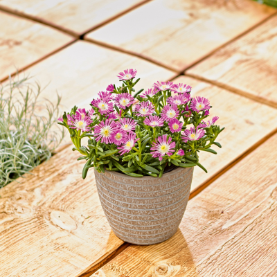 Destockage Delosperma Suntropics ® Hot Pink - Leaderplant