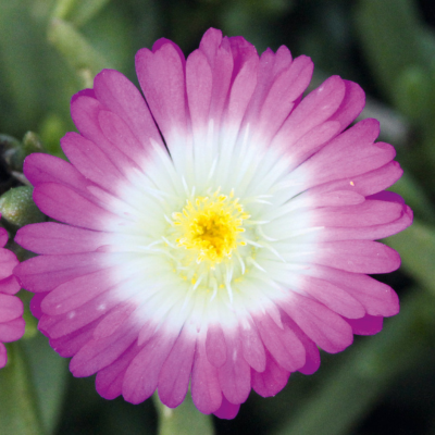 Destockage Delosperma Suntropics ® Hot Pink - Leaderplant