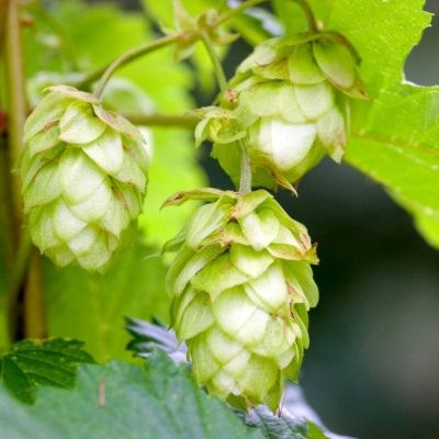Houblon  - Leaderplant