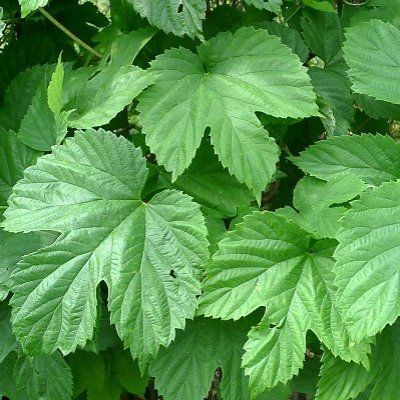 Houblon  - Leaderplant