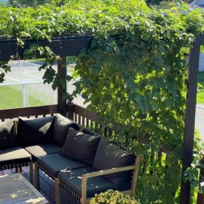 Houblon Prima Donna (femelle) - Leaderplant