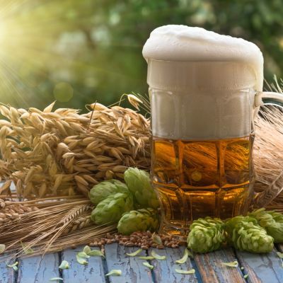 Houblon Jupiter ® - Leaderplant