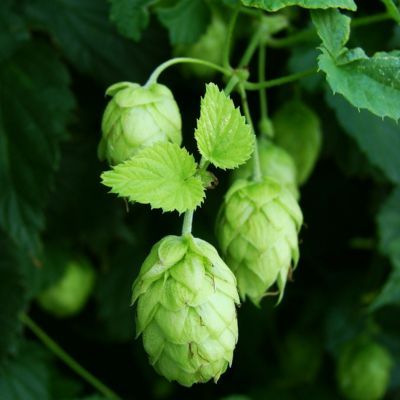 Houblon Jupiter ® - Leaderplant