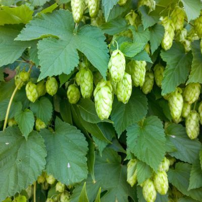 Houblon Jupiter ® - Leaderplant