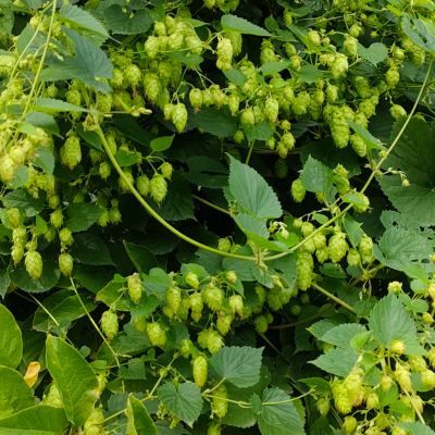 Houblon Prima Donna (femelle) - Leaderplant